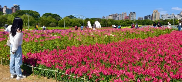 首訪 #古亭河濱公園 #花海 3/153015676