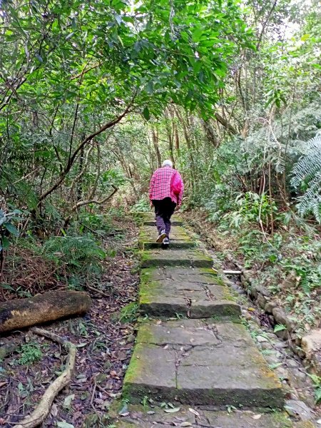 【臺北大縱走 4】大崙頭山北面步道1249606