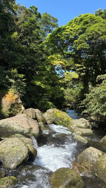 戲水（鴛鴦2786662