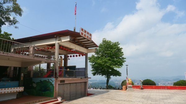 哈哼花（抱壁蟑螂）3034044
