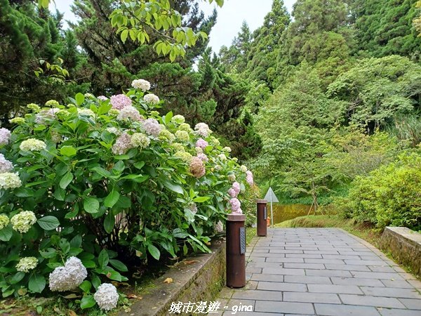 【嘉義阿里山鄉】 在雲霧中汲取滿滿的芬多精。 小百岳集起來。編號59小百岳~塔山步道 (大塔山)1769195