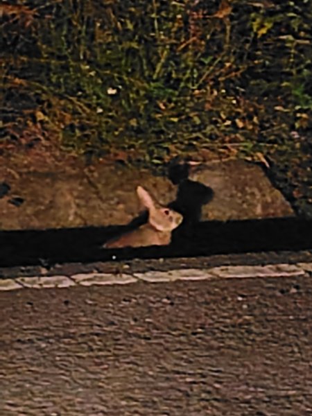 大棟山系南段 水利古道西口 上 竹高崙山 連走 鳥子嶺 坑仔內山 大崖山 下 龍目井農場2953224