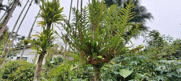 2025/02/08_苦苓腳古道2709249