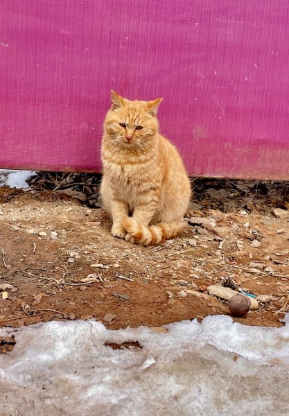 ㄧ路向北尋雪2994224