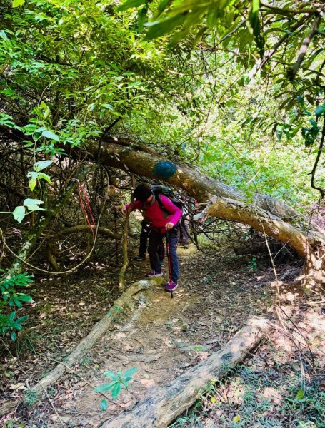 恆春縱走:鎮南宮-赤牛嶺-大山母山(小百岳#81)-南灣出 走讀恆春古城2964428