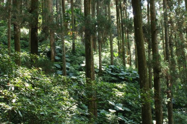 奮起湖步道194599