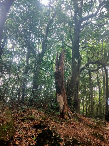 東眼山自導式步道1553174