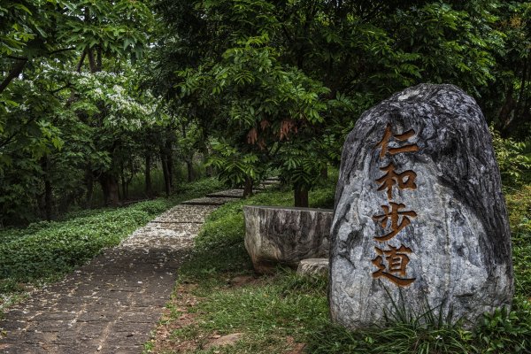 湖口老街賞桐步道1341691