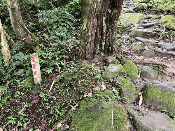 [皮皮獅Hike客任務-03/10] 2024_0720 五指山橫向登山步道2557164