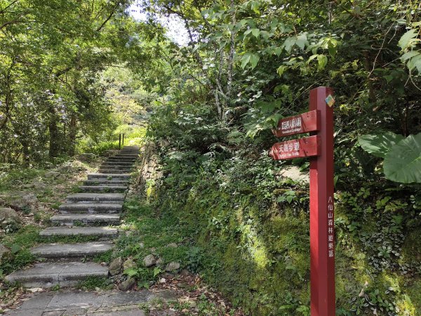 [百山百鳥尋旅-07/15] 2025_0831 八仙山國家森林遊樂區步道群_天籟步道2875904