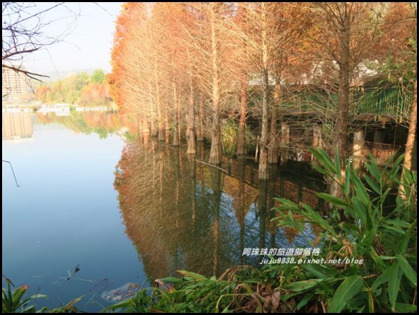 南投。日月潭向山自行車道繽紛落羽松。貓囒山浪漫紅葉步道504443