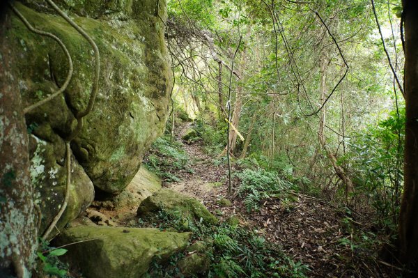 新竹 關西 福大山、彩和山、高甫山2988287