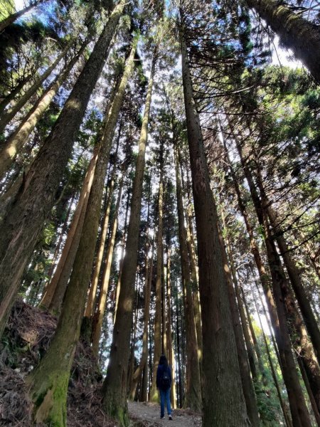 【新竹縣五峰鄉】檜山巨木森林步道2833704