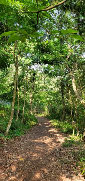 2021-04-11馬那邦山登山步道1346405