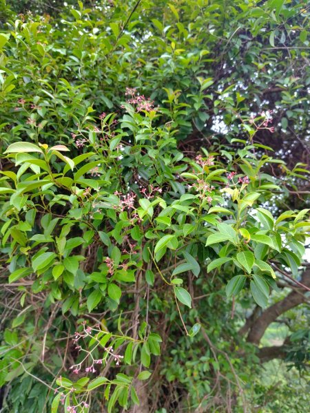 龍過脈森林步道2783806