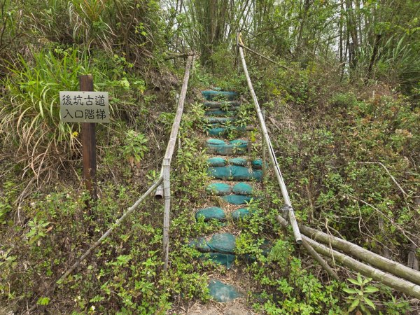 2025-04-07 左鎮後坑古道（牛港嶺）2757660