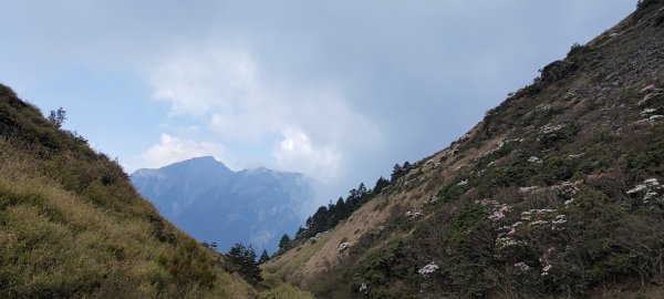 2021-4-13 合歡山、小奇萊步道 - 高山杜鵑1350361