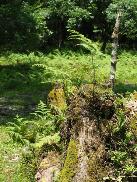 《宜蘭》植物博物館｜員山福山植物園201805182889170