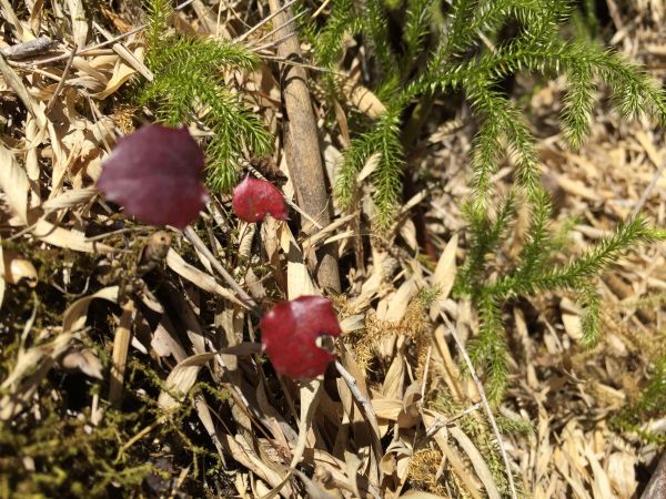 玉山前峰一日遊221008