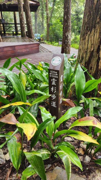111/12/18藤枝森林園區東藤枝山、藤枝山1979567