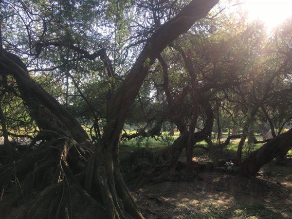 永康糖廠三崁店社遺址、迎曦湖、道爺湖、樹之谷、霞客湖2701612