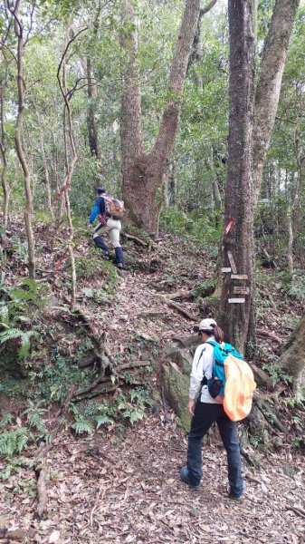 安坑五山縱走2784642