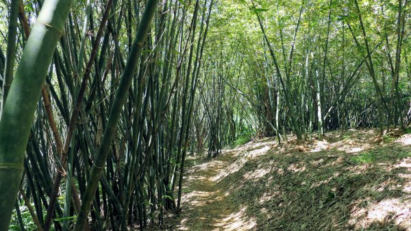 拳山古道,土地公嶺古道,中埔山古道,文山森林公園2578164