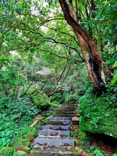 走遍陽明山：擎天崗系｜迷霧中的草原祕境、古道幽境2123765