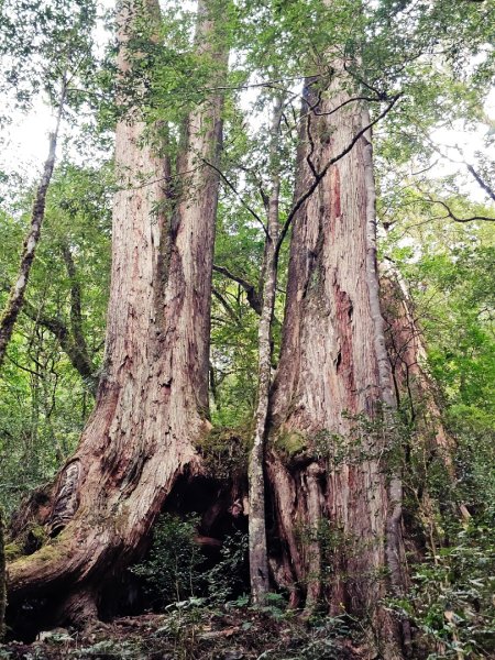 鎮西堡巨木群步道(B區)-(新竹)臺灣百大必訪步道3007845