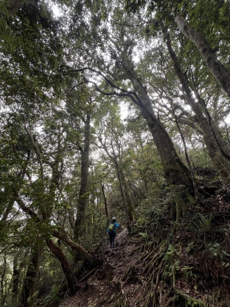 ~  塔  曼  山  ~2782767