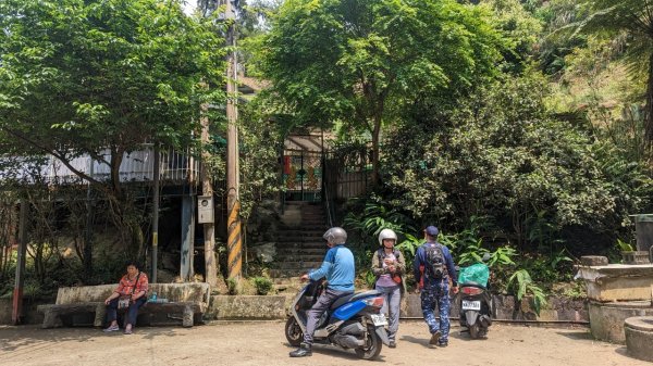 112.04.04王公坑山-烏塗窟山之開滿血藤花2120588