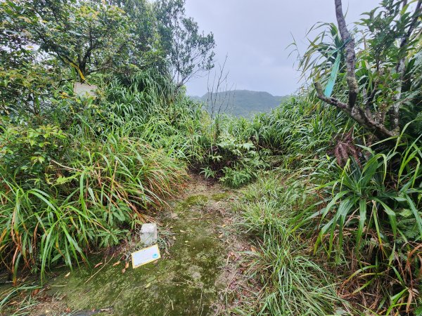 20260308柴寮古道與中坑古道3037802