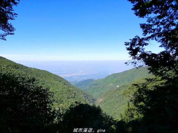 【台中。和平】綠蔭杉林大口森呼吸。 橫嶺山自然步道x橫嶺山主峰1497930