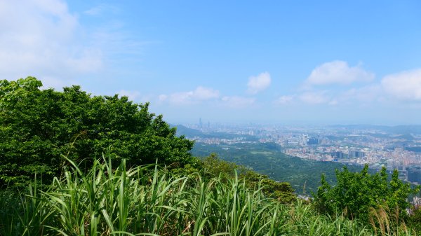 綬草（清明草、一線香或盤龍參）3038870