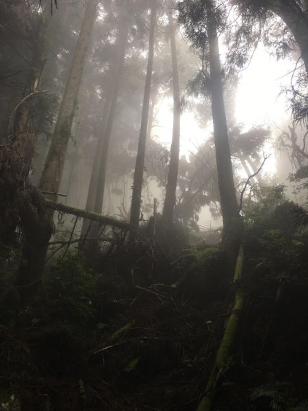 觀霧檜山巨木森林步道171748