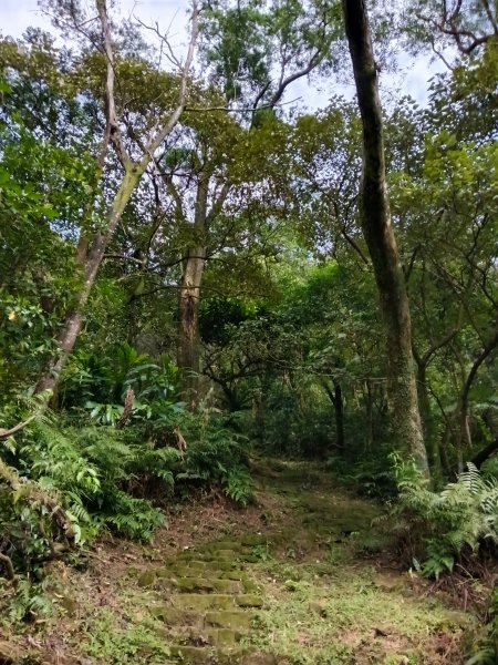 汐止區大尖山櫻花+秀峰瀑布O型3009384