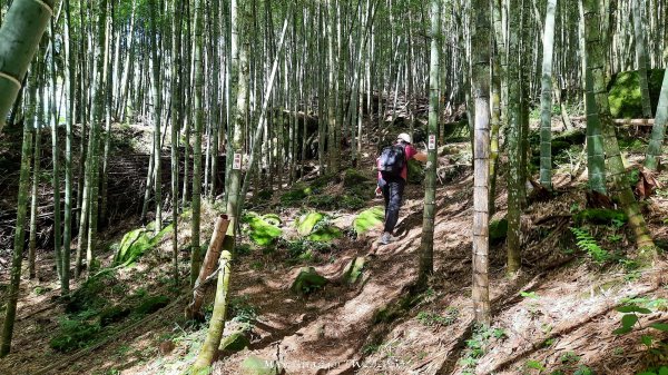 《南投》溪頭三秀｜溪頭山竹崙山志騰山O繞樟仔林林道202509212893445