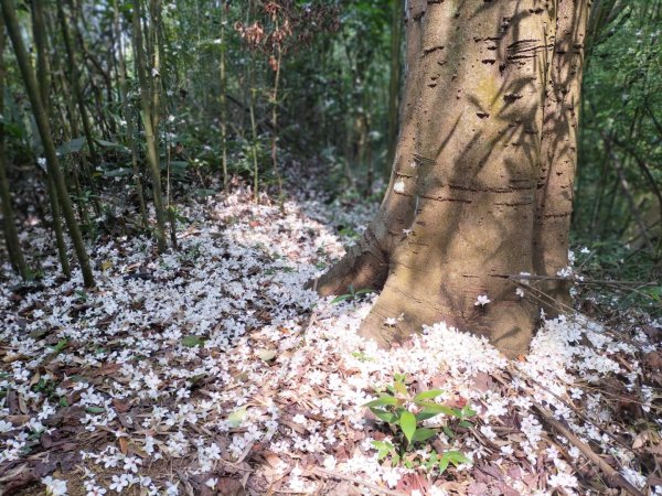 青潭竹林路2巷…青潭尖…新烏路…竹林路2479731