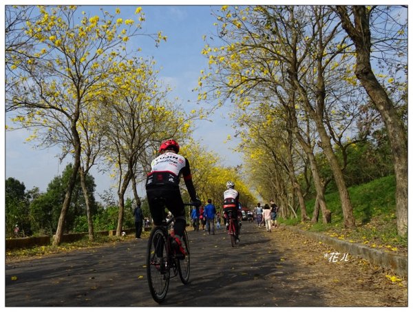 嘉義/朴子溪風鈴木874435