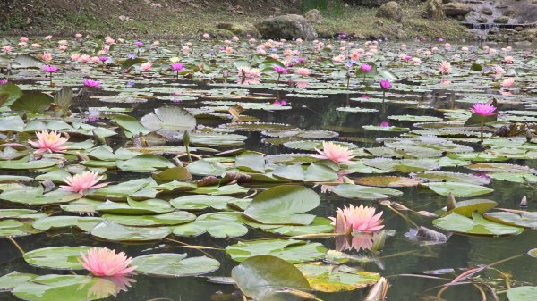 今年最美賞桐花秘境，瑪西賞桐步道，基隆七堵富民親水公園對岸。瑪陵坑溪秘境，台版亞馬遜雨林，苓蘭生態公2782134