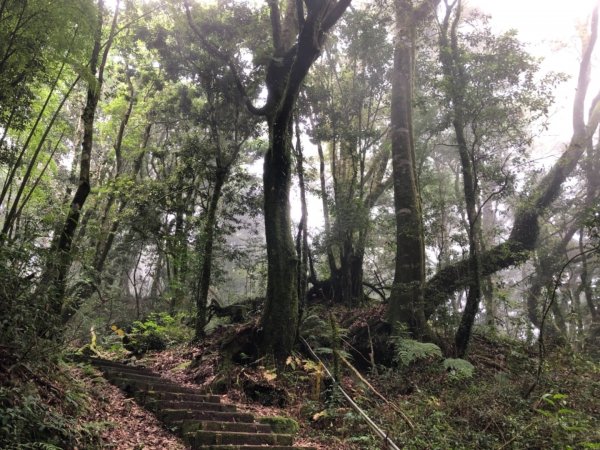 頂湖步道再訪芙蓉山、大凍山、霹靂山637302