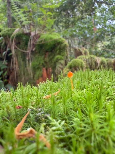 鹿屈山-杉林溪賞花趣2816483