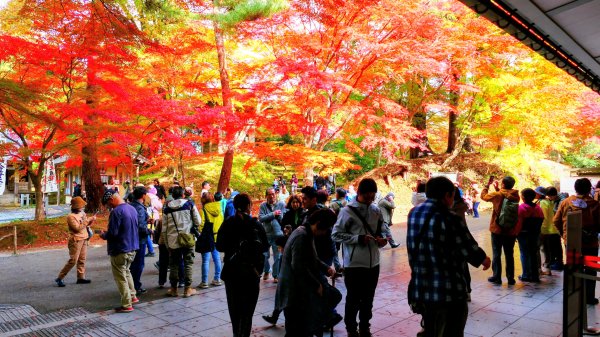 岩手縣中尊寺2930151