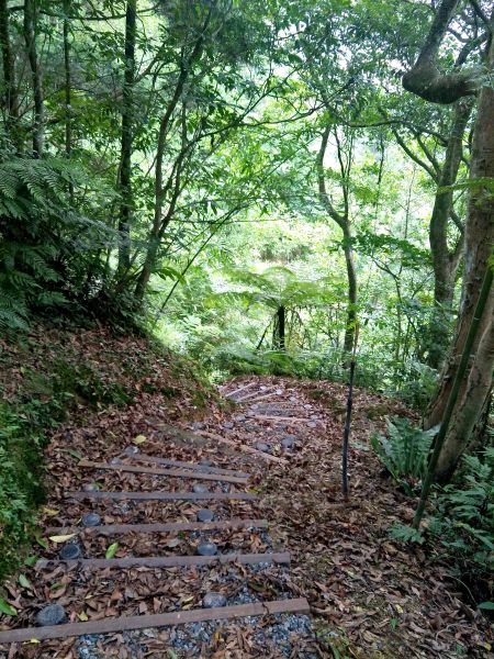 坪林水柳腳步道350674