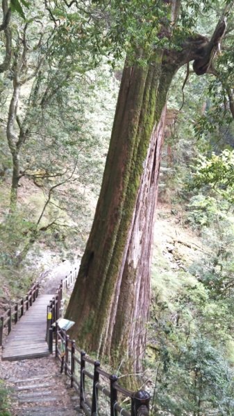 大雪山小神木步道+環站步道914506