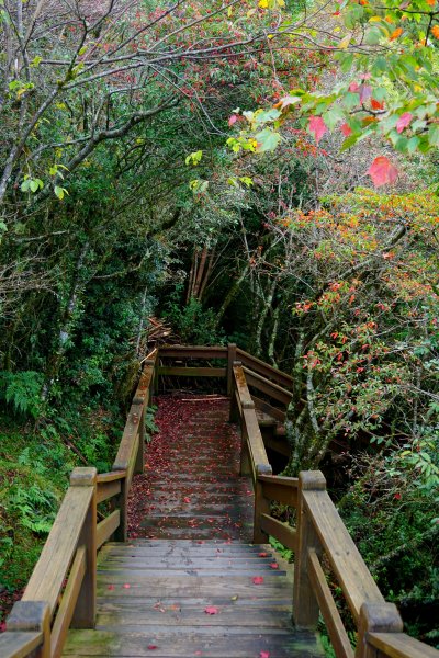 檜山巨木森林步道481611