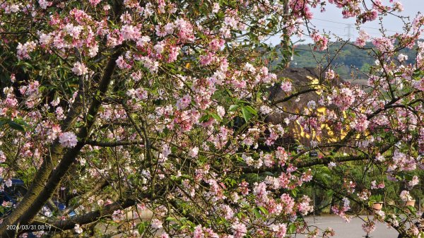 #大鳳蝶 (雌無尾) #綠繡眼 #頂湖小鎮 #紫藤 #觀音山 #日出 #天元宮 #吉野櫻 3/313026518