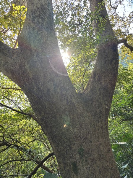 觀音山硬漢嶺 22899078