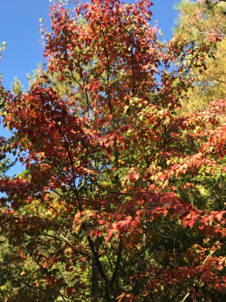 大雪山200林道北三錐山736907