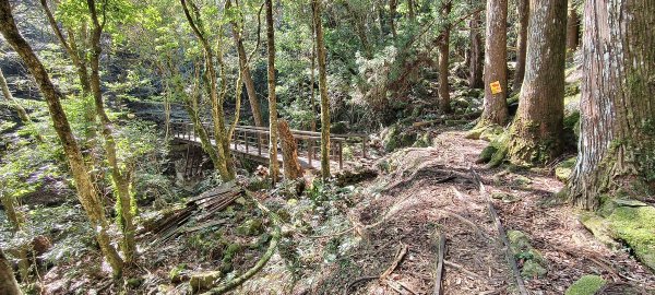 2026/03/18 加里山+大坪山 O型3020008